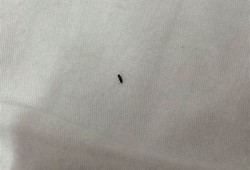 揭秘小阴虫的生活习性与防治方法，保护你的健康！