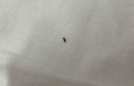 揭秘小阴虫的生活习性与防治方法，保护你的健康！