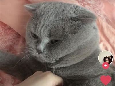 抖阴猫咪：全新趣味短视频分享平台，快来体验!